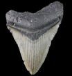 Bargain, Megalodon Tooth - North Carolina #80823-1